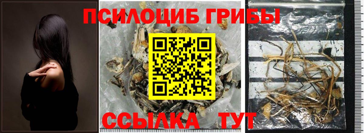 Орёл  Псилоцибиновые грибы Cubensis  Вход с VPN 
